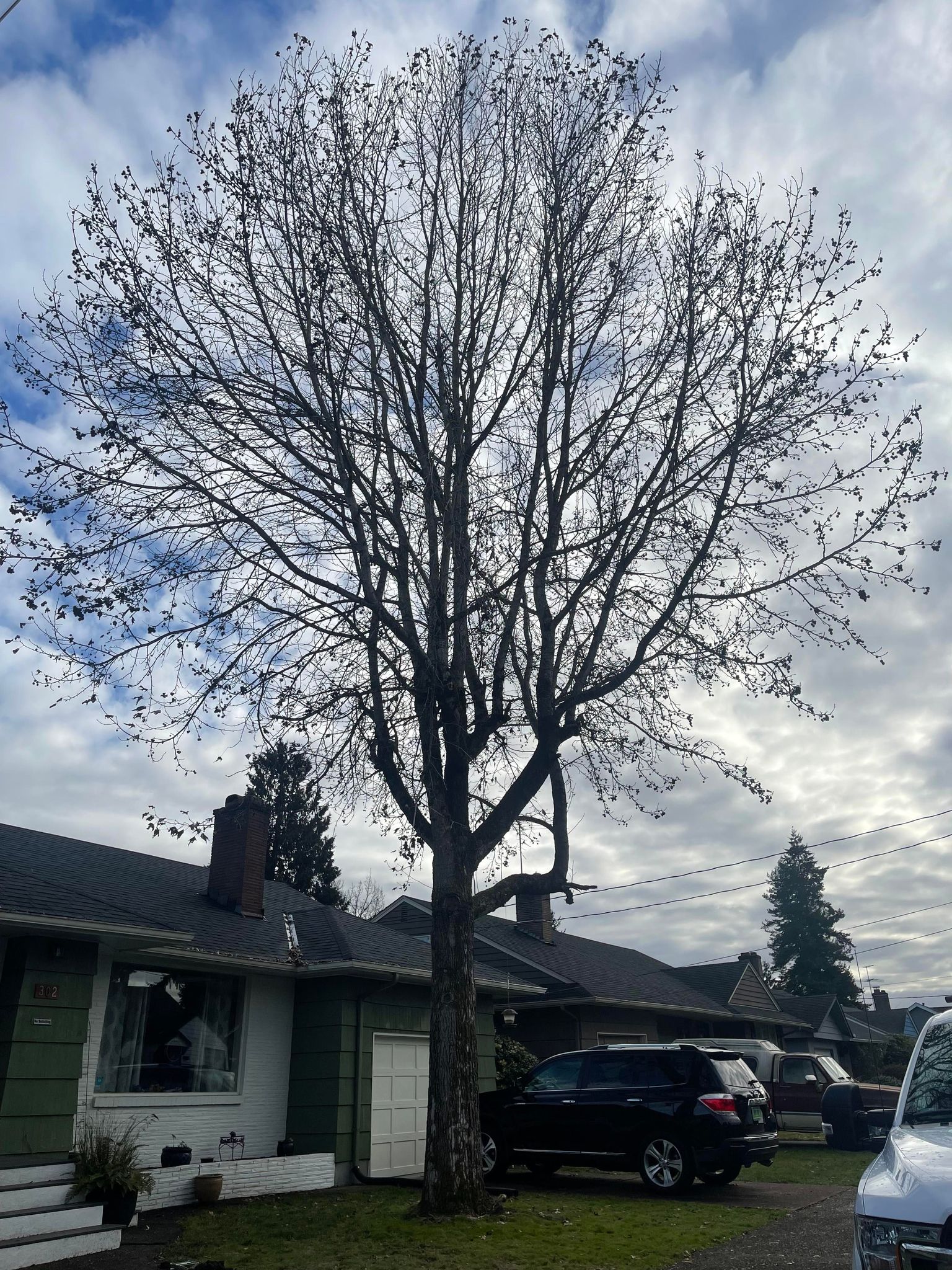 Professional Tree Removal - Infinity Tree & Outdoor Services LLC